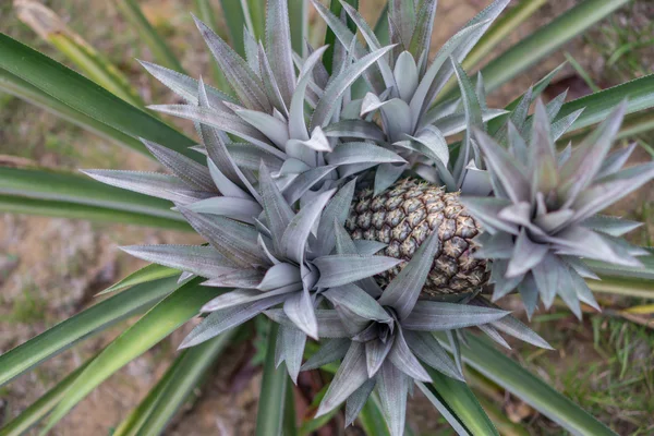 Culture de fruits tropicaux ananas, vue sur le dessus — Photo