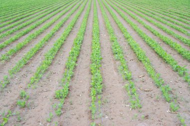 Kereviz plantation, erken evre