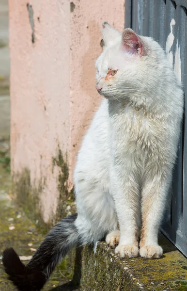 Chory kot biały — Zdjęcie stockowe