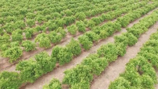 Luchtfoto van oranje boom veld — Stockvideo