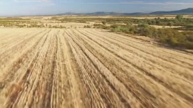 İşaretçi safkan köpek anız üzerinde çalışan havadan görünümü