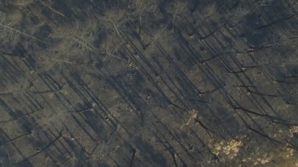 Verbrande dennenbos, zenithal uitzicht, luchtfoto, 4k — Stockvideo