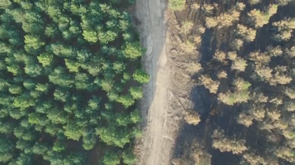 Burnt and safe pine tree forest with track, aerial view — Stock Video