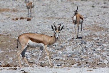 Springbok
