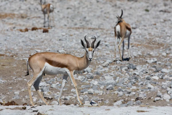 Springbok — Stockfoto