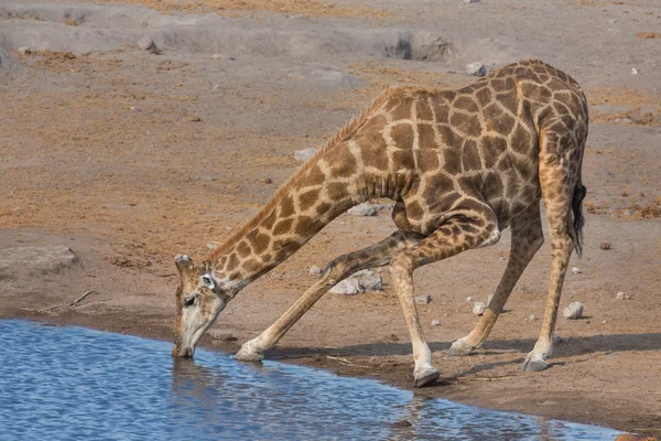 Giraffa acqua potabile — Foto Stock