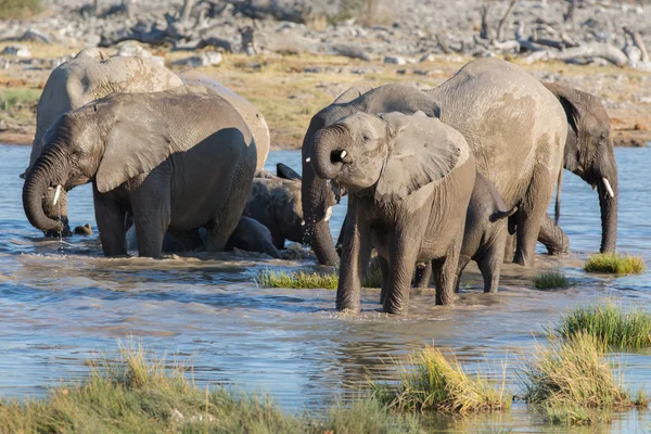 Etosha 'daki filler — Stok fotoğraf