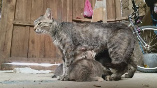 Pequeño gatito alimentación en viejo patio — Vídeo de stock