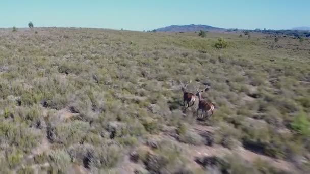 Siguiendo ciervos machos corriendo en la suavidad — Vídeo de stock