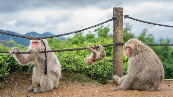Monkeys in Arashiyama mountain, kyoto — Stock Photo, Image