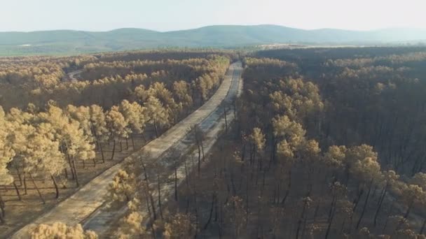 Горящий сосновый лес с автомобилем и дорогой, вид с воздуха — стоковое видео