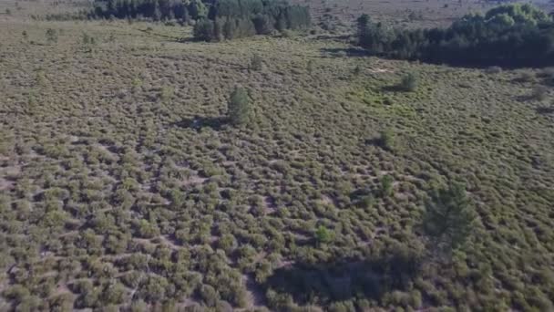 Male deers running in the smoothness, aerial view — Stock Video