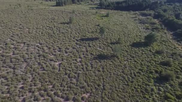 Male deers running in the smoothness, aerial view — Stock Video