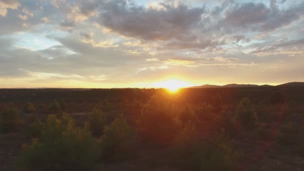 Хмарний захід сонця над сосновими деревами, розсувна камера — стокове відео