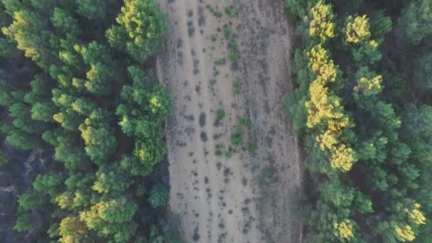 Firebreak in the middle of pine tree forest, aerial view — Stock Video