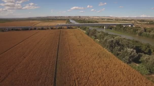 Snelle trein invoert brug in de buurt van gecultiveerde maïsveld en rivier — Stockvideo