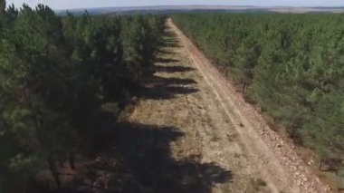 Fliying dışarı ateşgeçirmez, çam ağacı orman ile havadan görünümü