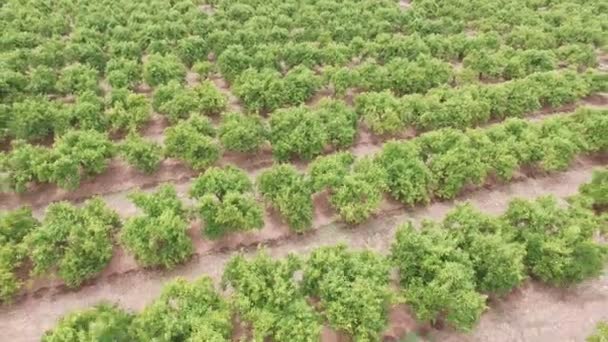 Flygfoto över orange träd fält — Stockvideo