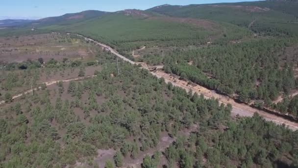 파인 트리 숲의 한가운데에 빠른 기차 — 비디오