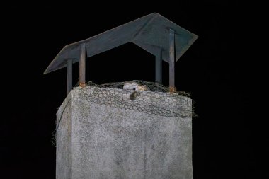 Yalnız bir baykuş gece bacada oturur, karanlıkla kaplıdır..