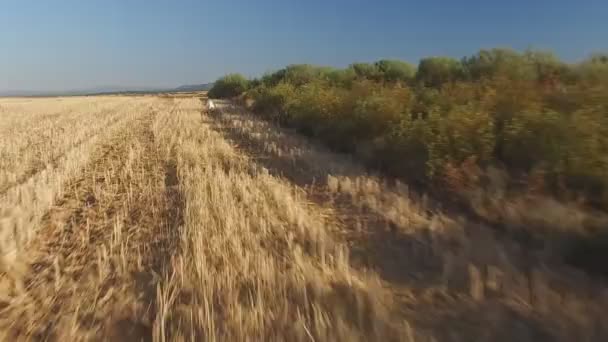 Following Pointer pedigree dog in wheat field — Stock Video