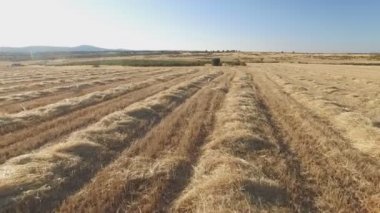 Aşağıdaki işaretçi safkan köpek ekili buğday alanında