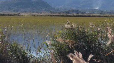 Durgun sazlıklar, durgun su ve uzak tepeler sakin, güneşli bir sulak arazide, sadece hafif rüzgar dalgaları huzur dolu manzarayı bozuyor..