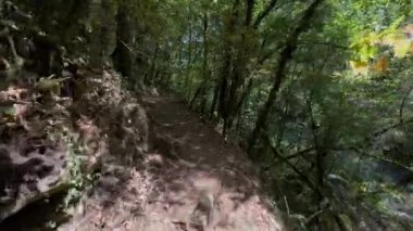 Yapraklarla kaplı bir orman yolu boyunca ilerleyen yavaş çekim, güneşli bir gölgelik altında, sonbahar renkleri, sessiz, gizemli bir ruh hali çağrıştırıyor.