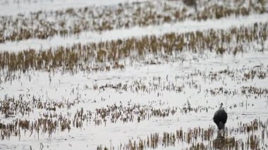 Büyük siyah aynak, donmuş pirinç tarlasında yavaşça avlanır. Koyu silueti, durgun, kışın sulak araziye karşı durmaktadır..
