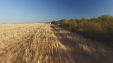 Buğday alanında aşağıdaki işaretçi safkan köpek