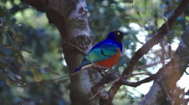 Titreyen muhteşem sığırcık sakince bir ağaç dalına tünemiş, yemyeşil yaprakların arasında, doğal ortamında yumuşak güneş ışığıyla aydınlanmış bokeh.