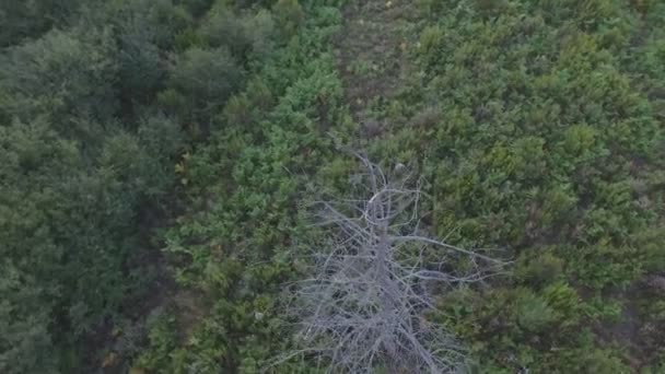 Вид с воздуха на высохшую сосну в лесу — стоковое видео