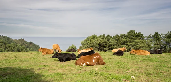 Besättning med kor på gröna fält i kusten — Stockfoto