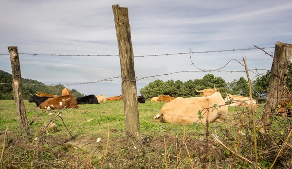 Rebanho de vacas em campo verde na costa — Fotografia de Stock
