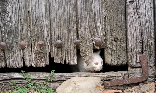 Zraněný kočka otvorem staré dřevěné dveře — Stock fotografie