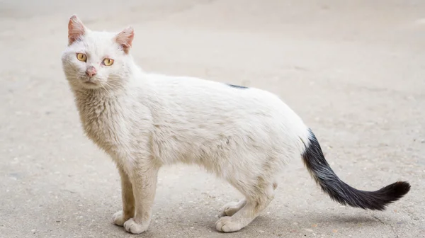 Ill white cat in the street, closeup view — Stock Photo, Image