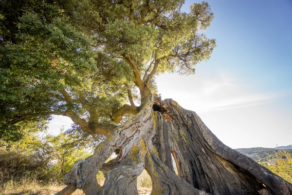 Azinheira árvore de carvalho retroiluminado — Fotografia de Stock
