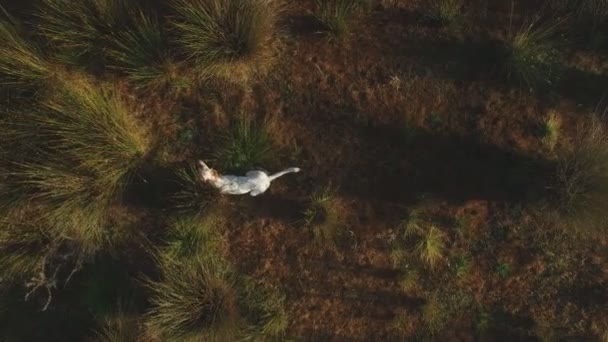 Cão pedigree ponteiro no campo mostrando jogo — Vídeo de Stock