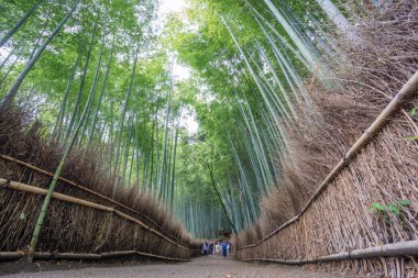 Arashiyama bambu Grove Kyoto, Japonya.