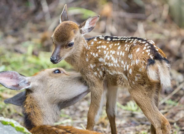 Fawn en moeder herten, focus op baby oog — Stockfoto