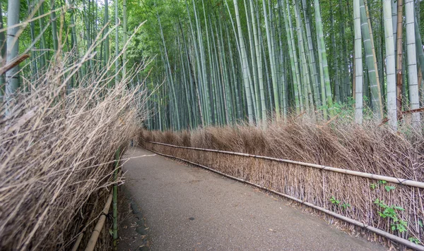 嵐山の竹のグローブの京都、日本. — ストック写真