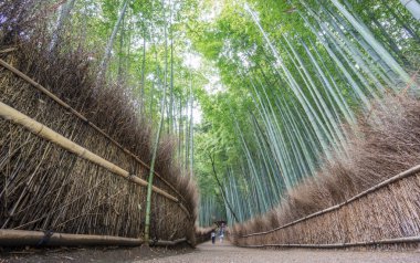 Arashiyama bambu Grove Kyoto, Japonya.