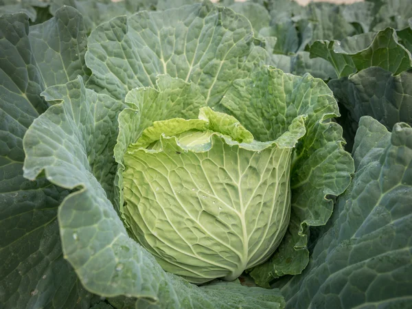 Sla in plantage close-up in de ochtend — Stockfoto