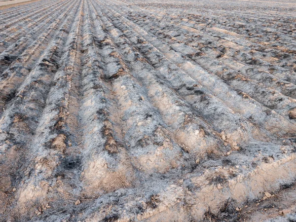 Burnt cultivated field with furrows prepared for next plantation — Stock Photo, Image