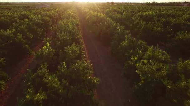 Letecký pohled na pomerančovníku pole při západu slunce — Stock video