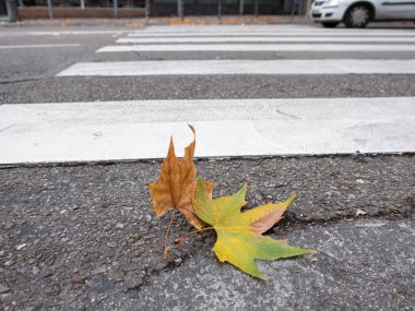 Kahverengi yaprak, Rüzgar ve araba ile zebra geçiş