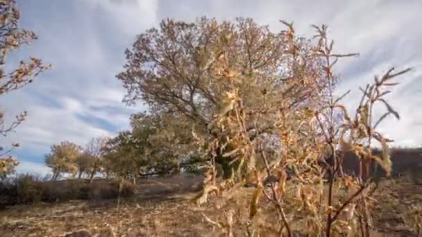 Zeitraffer mit Schiebekamera von Kastanienbaum nach Brand — Stockvideo