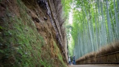 4k Arashiyama, Kyoto, zaman atlamalı bambu ormanında