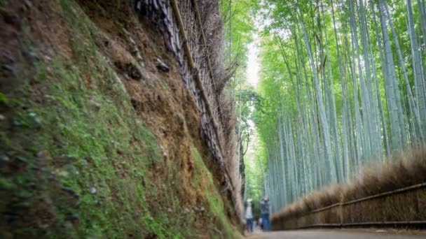 Bosque de bambú en Arashiyama, Kyoto, Time Lapse in 4k — Vídeo de stock