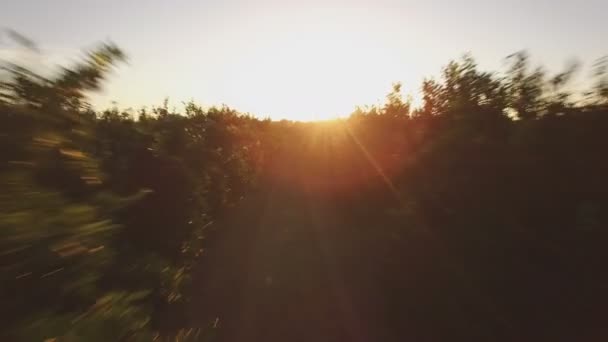 Vista aérea do campo de laranjeira ao pôr do sol — Vídeo de Stock